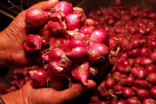 Pasokan Bawang Merah...