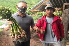 Petani Lahat Tanam Bawang,...