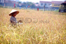 BPS: Nilai Tukar Petani...