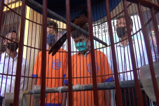 Sikat Burung Tetangga,...