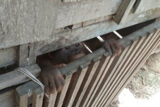 Bayi Orangutan Temuan...