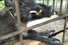 Babi Hutan Berkaki Aneh,...
