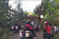Jalan Tertutup Pohon...