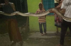 Ular Piton 3 Meter Gegerkan...