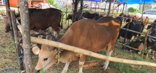 SBP Tawarkan Sapi Qurban...