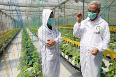 Petani Muda Kreatif,...