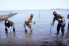 Wagub Sulsel Tanam Mangrove...