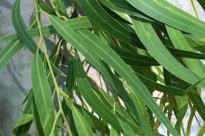 Mengenal Eucalyptus,...