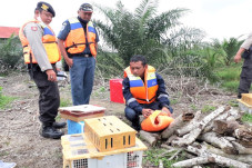 Ratusan Burung Dilindungi...
