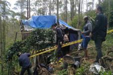 Ungkap Ladang Ganja...