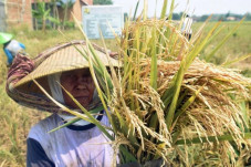 Bidik 15 Juta Ton Beras,...
