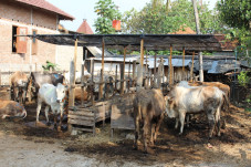 Jelang Idul Adha, Gunungkidul...