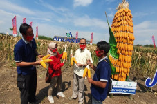 Permintaan Benih Jagung...