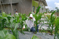 SMK Pertanian Ansoruna...