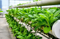 Berguru Urban Farming...