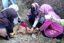 Bolehkah Perempuan Menyembelih...