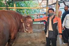 Ini Penampakan Sapi...