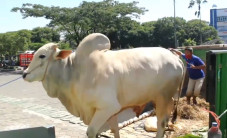 Sapi Jumbo dari Jokowi...