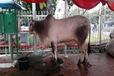 Jumlah Sapi Kurban di...