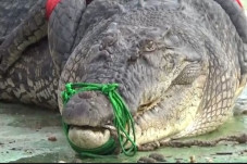 Terkam Warga, Buaya...
