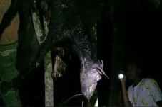 Dimangsa Beruang, Kambing...