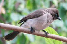 Mantiqut-Thair: Bulbul
