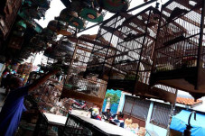 Pintar Merawat, Harga...