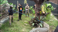 Buaya Muara di LPZ Dipindahkan,...