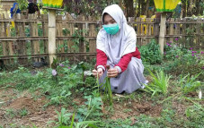 Warga Simbang Budidayakan...