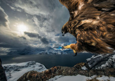 Wildlife Photographer,...