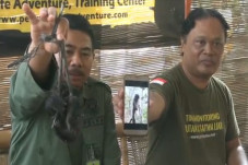 Sadis Lutung Jawa Dibantai,...