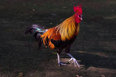 Ayam Hutan Cantik tetapi...