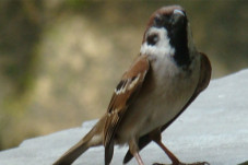 Burung Gereja, Kisah...