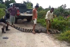 Ngeri, Buaya Sepanjang...