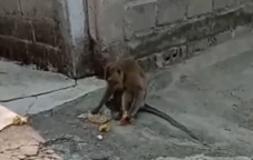 Seekor Kera Kelaparan...