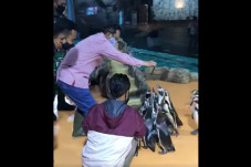 Berawal Lupa Hari Libur,...