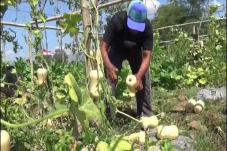 Labu Madu Produk Petani...
