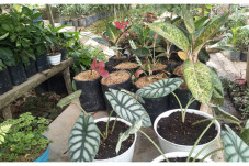 Aglaonema, Si Cantik...