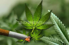 Edarkan 10 Kilo Ganja...