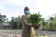 Bupati Lutra Panen Perdana...