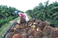 BPDP-KS Serahkan Produksi...