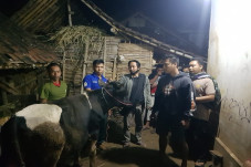 Endus Jejak Kaki, Sapi...