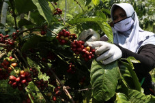 Wangi Kopi Robusta Pendalungan...