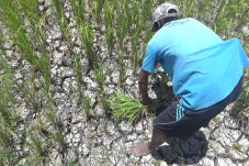 Sawah Puso Kekurangan...