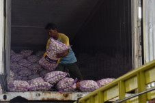 Kisruh Impor Bawang...