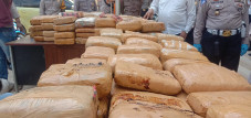 784 Kg Ganja Kering...
