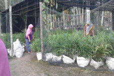 UPPKS Green Family Manfaatkan...