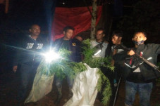 Dua Hektare Ladang Ganja...