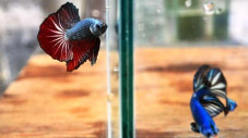 Ikan Cupang Lagi Ngetrend,...