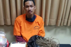 Bandar 1,2 Kg Ganja...